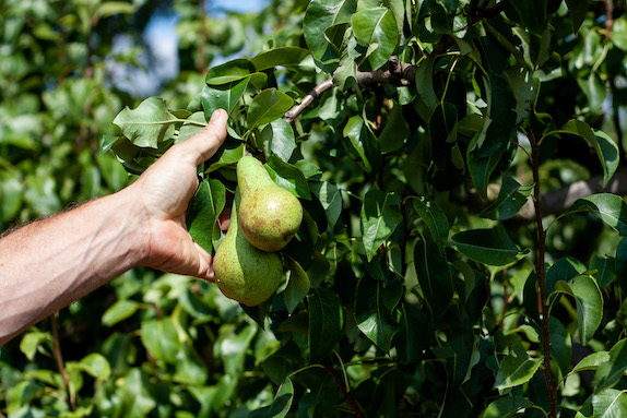 Communiqué de Presse calamités agricoles : indemnisation des pertes de récolte 2022 des pommes à couteau, poires et kiwis