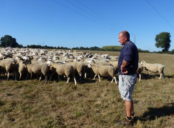 Pays de la Loire- Objectif rentabilité et bonnes conditions de travail en production ovine
