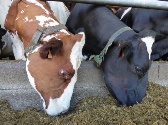 Pays de la Loire-Suivi technico-économique des élevages lait