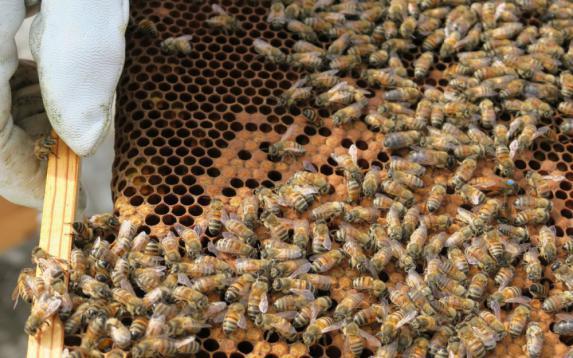 Apiculture - Mortalité des abeilles : ouverture d'une aide de 3M€ pour les apiculteurs