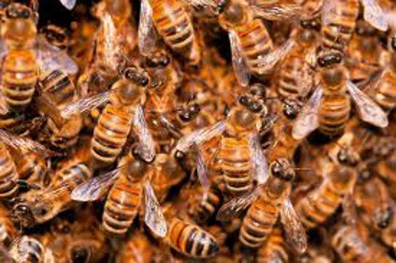 Pays de la Loire - Les apiculteurs à la Folie de finfarine