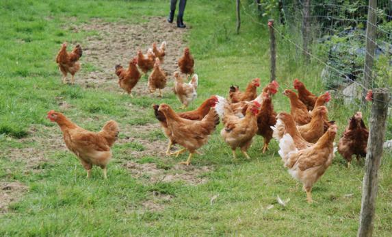 [COVID-19] - Les acteurs des filière volaille de chair, lapins, œufs sont mobilisés pour assurer la continuité de l’approvisionnement en produits carnés de l’ensemble de la population.