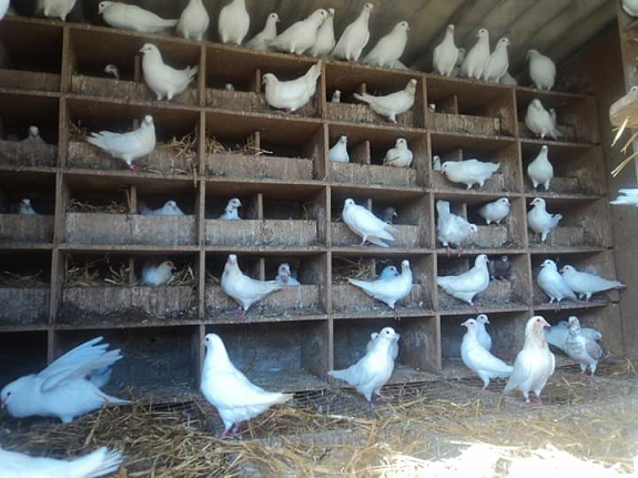 [COVID-19] Loire-Atlantique - La filière pigeon à l’arrêt