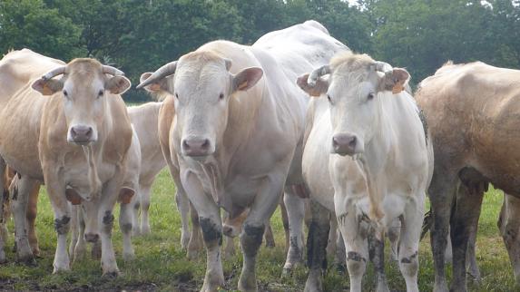Loire-Atlantique - Contrat en viande bovine : les questions qui se posent sur le terrain