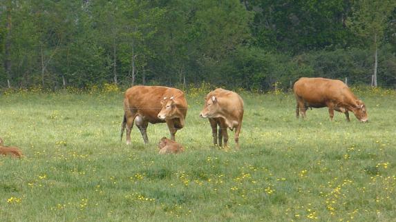 Viande bovine : réussir sa conversion en bio