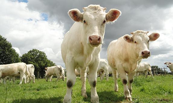 France - Viande bovine : « un déficit d’organisation 