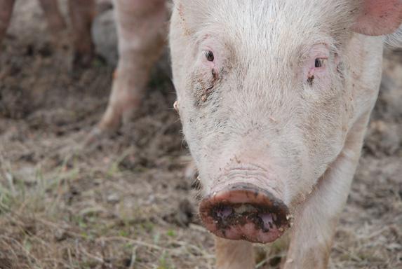 France - Le cours du porc en chute depuis trois semaines
