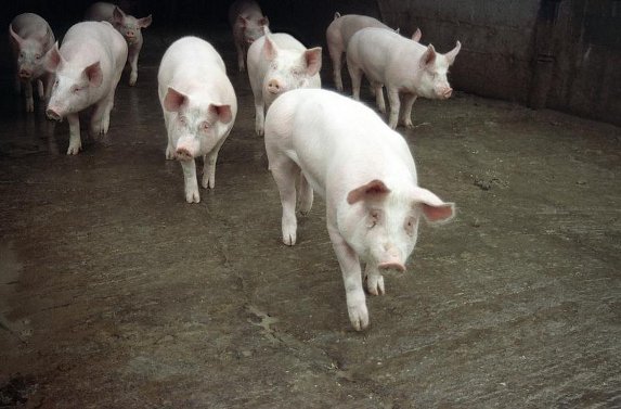 [COVID-19] - les éleveurs porcins sont mobilisés, mais s'insurgent face au manque de considération des acheteurs