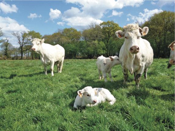 Pays de la Loire - De gros écarts de coÃ»t de production et de rémunération en viande bovine