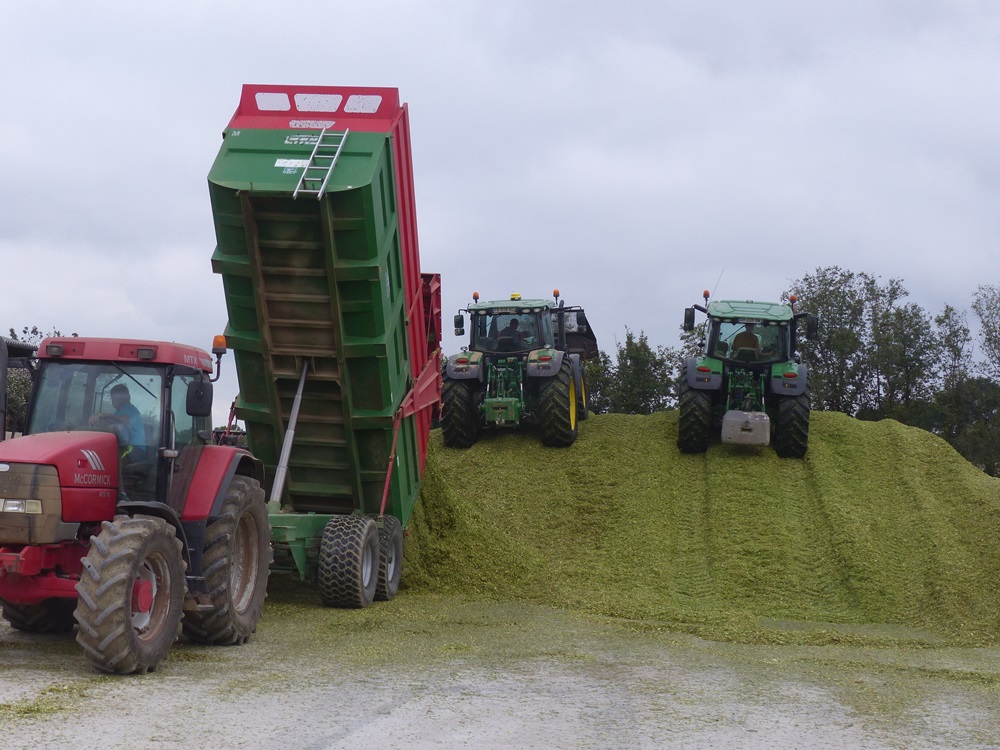 Loire-Atlantique - Un point sur les maïs 2019