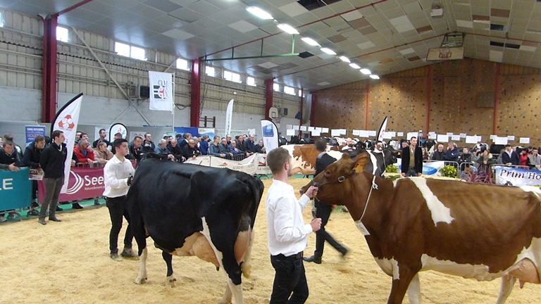 Loire-Atlantique - Le concours départemental Prim'Holstein ouvert à un maximum d'élevages