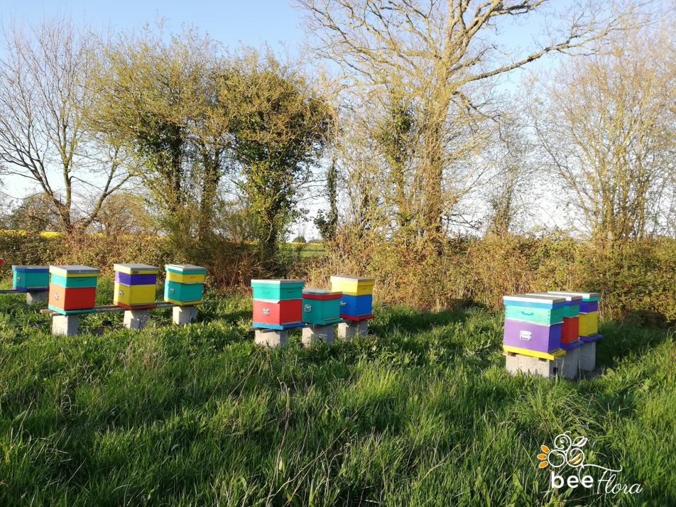 Loire-Atlantique - Devenir gardien des abeilles à Nort-sur-Erdre