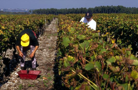 Italie - record des exportations de vin vers la France