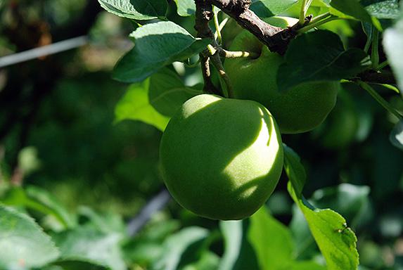 Pommes - l'export se redresse après les faibles récoltes en Europe
