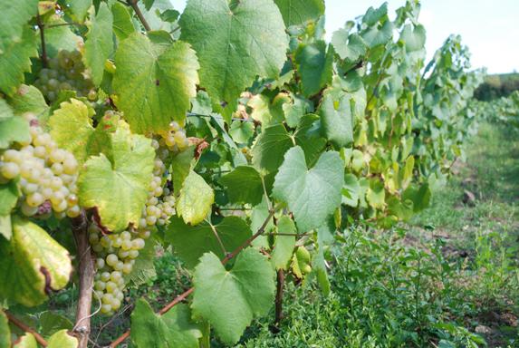 Viticulture - la production de 2018 bondirait de 27% en un an (Agreste)