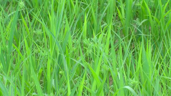 Une pousse de l’herbe proche de la normale mais hétérogène en juillet