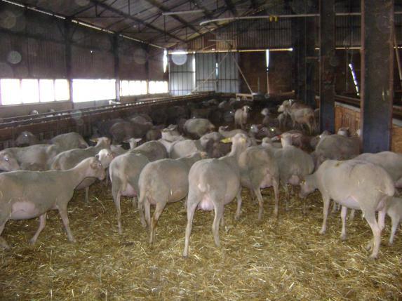 La filière ovine néo-zélandaise a encore de la ressource, selon l'Idele