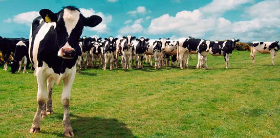 Guerre commerciale - une «opportunité majeure» pour l’export laitier français (FranceAgriMer)