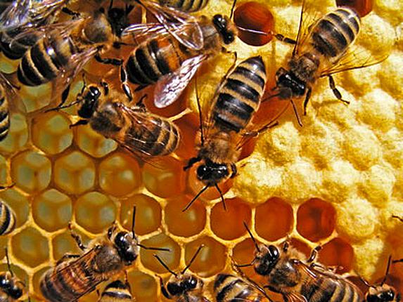 Les apiculteurs redemandent un étiquetage des origines pour les mélanges de miel