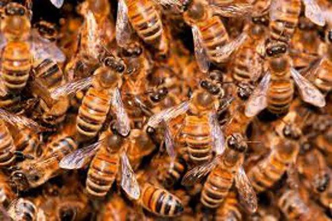 Les députés votent le renforcement de l'étiquetage du miel
