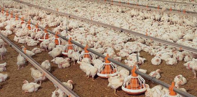 Influenza aviaire - parution de l'arrêté renforçant la biosécurité dans les transports