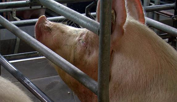 Porc - les abattages français auront baissé de 1,4% en tonnages en 2017