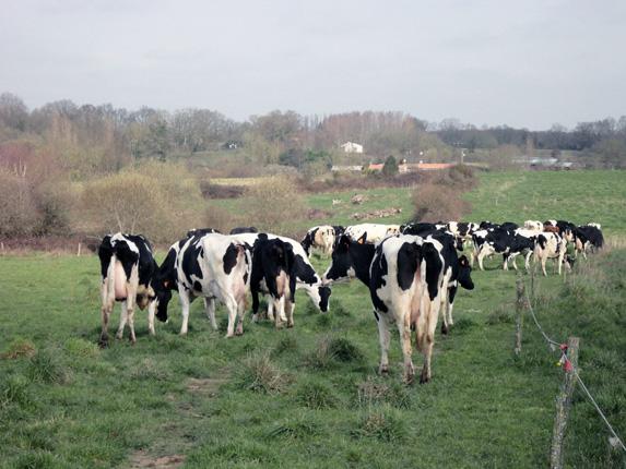 Conjoncture laitière - Cniel - Perspective de redressement des prix sur le second semestre 