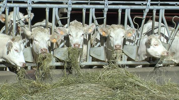 Viande bovine - l'Irlande, premier pays de l'UE autorisé à ré-exporter en Chine