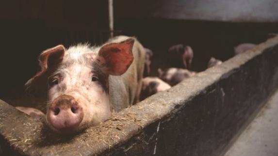 Porc - 1,37 euro/kg (+6 %) de moyenne en 2017 à Plérin (MPB)