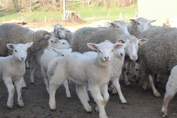 Irlande - le prix de l'agneau augmente et dépasse 6€/kg