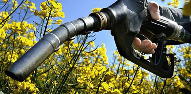 #Biocarburants - un accord européen qui prévoit l'élimination de l'huile de palme d'ici 2030