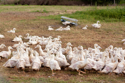 Influenza aviaire - Le déploiement des dispositifs d’indemnisation pour les éleveurs continue en janvier
