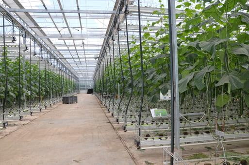 Fruits et légumes - Investissements Agricoles : Nouveaux Soutiens pour la Production de Fruits et Légumes