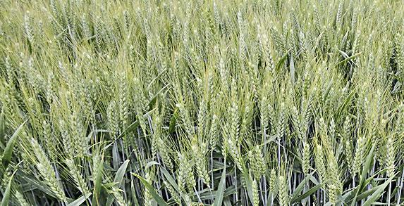 Pays de la Loire - Formation ' Optimiser la fertilisation du blé tendre '