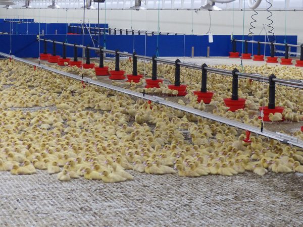 Pays de la Loire - Influenza aviaire : un courrier au ministre