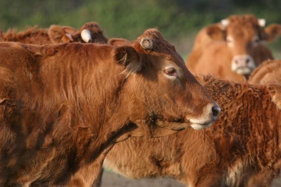 Viande bovine - Les revenus progressent modestement