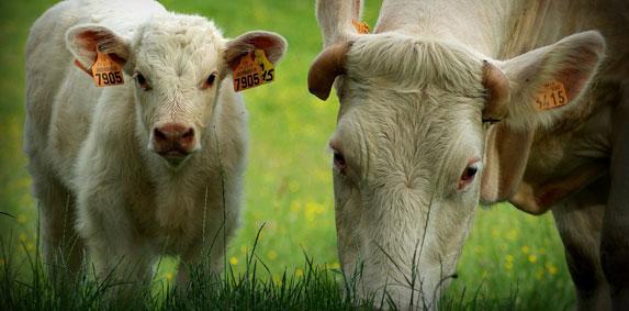 Loire-Atlantique – La certification HVE pour l’élevage bovin ?