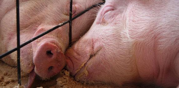 Loire-Atlantique - «  Il faut répercuter la hausse du coût des matières premières sur le prix du porc »