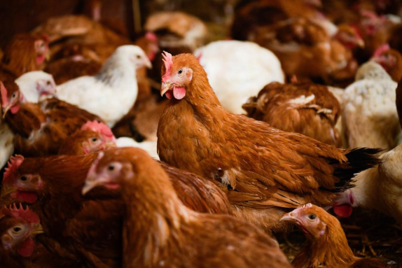 Influenza aviaire - Vaccination à l’automne 2023