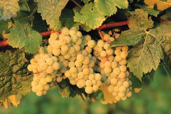 [COVID-19] - Le plan de soutien viticole ne doit être qu'un «prologue» 